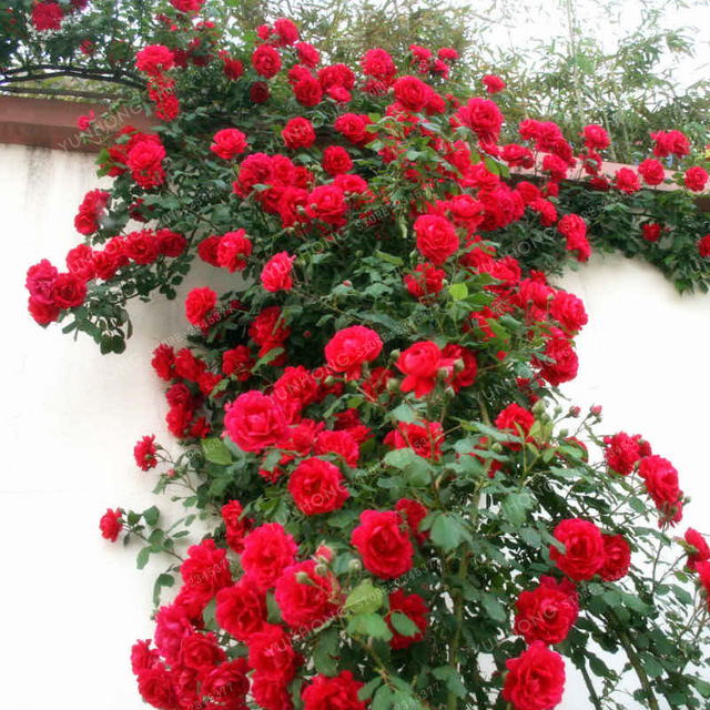 rosas trepadeiras