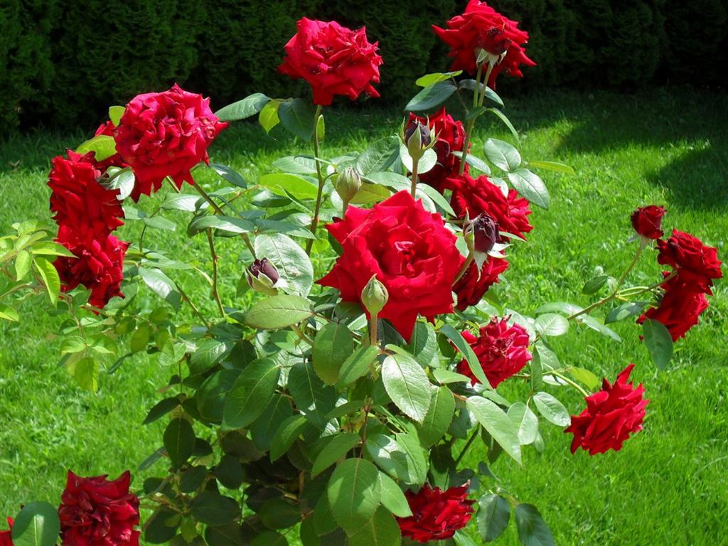 rosas vermelhas 