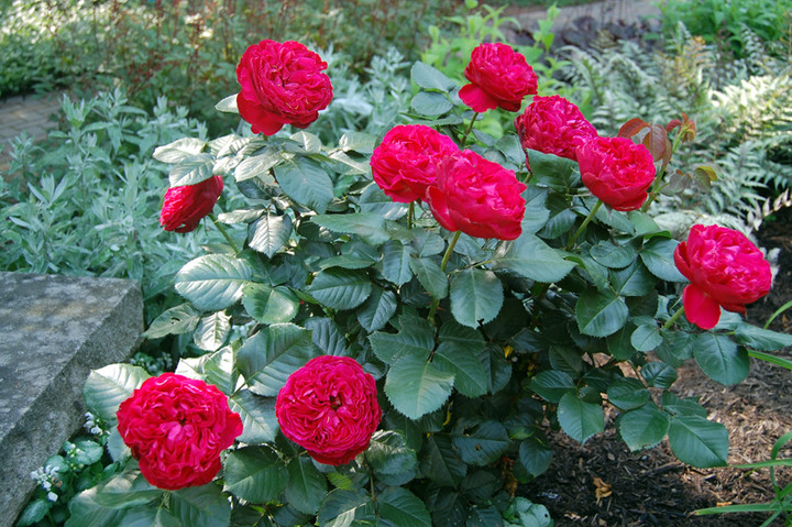 rosas vermelhas