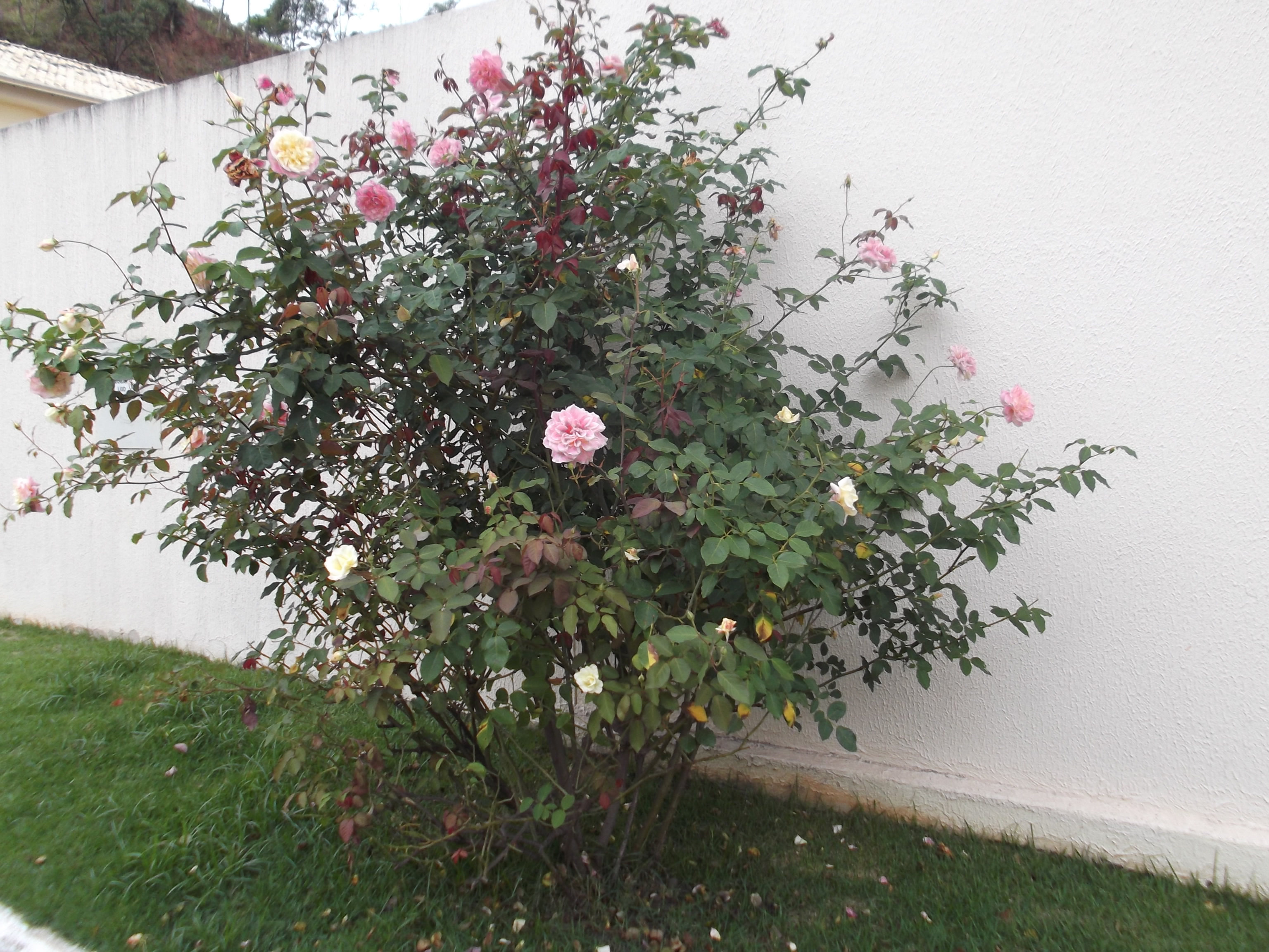 roseira arbustiva
