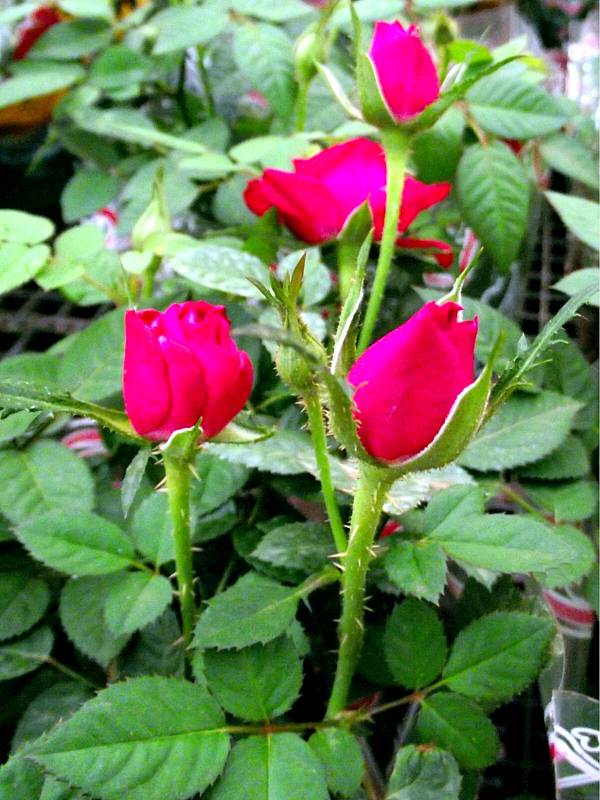 roseira-botao-rosa