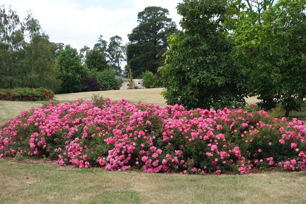 roseiras Flower carpet