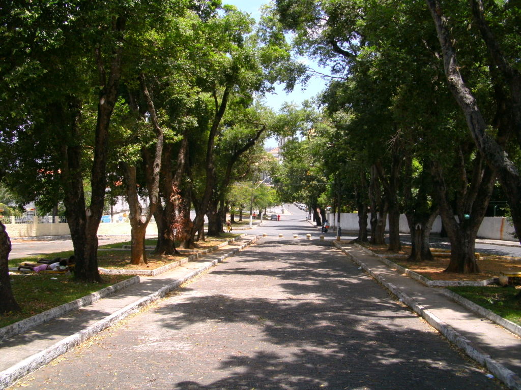 rua arborizada