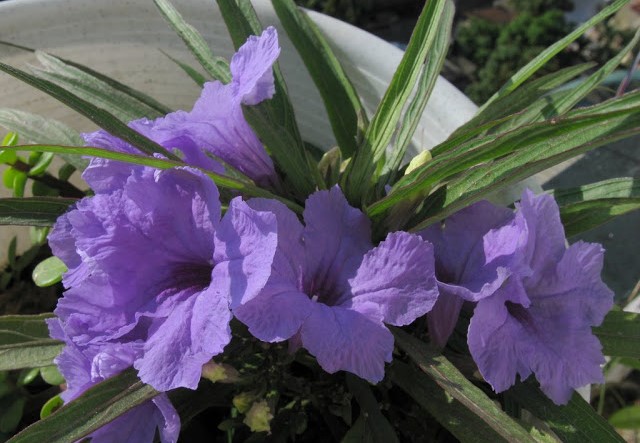 ruellia_0