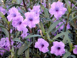 ruellia_coerulea