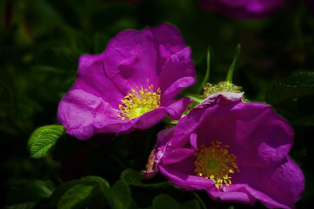 rugosa_rose_lzn (Small)