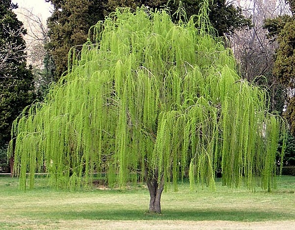 salix babilonica