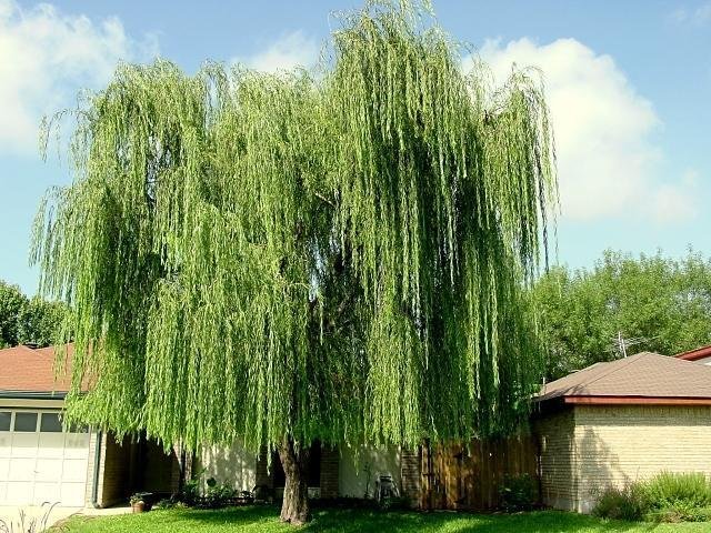 salix pendulina