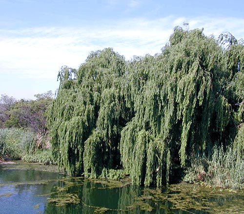 salix_babilonica