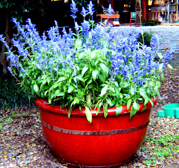 salvia azul