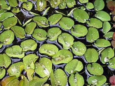 salvinia auriculata