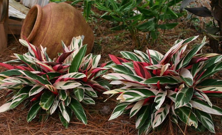 calathea triostar