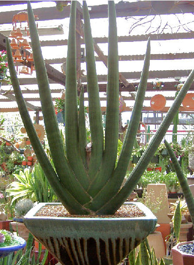 sansevieria cylindrica_3