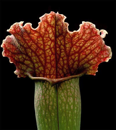 sarracenia-2