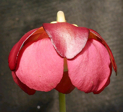 sarracenia_purpurea