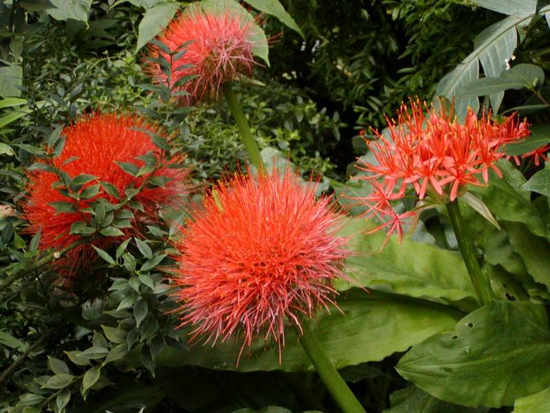 scadoxus-multiflorus