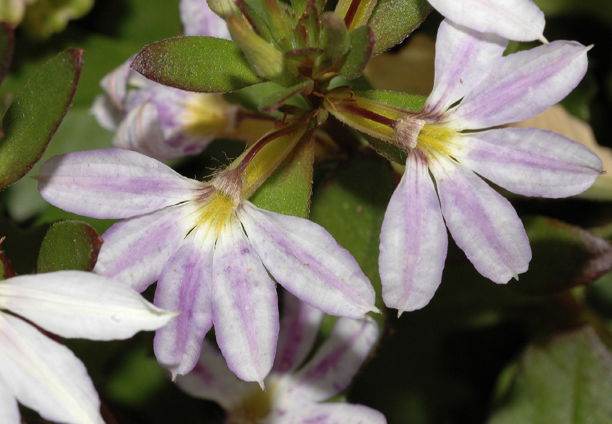 scaevola