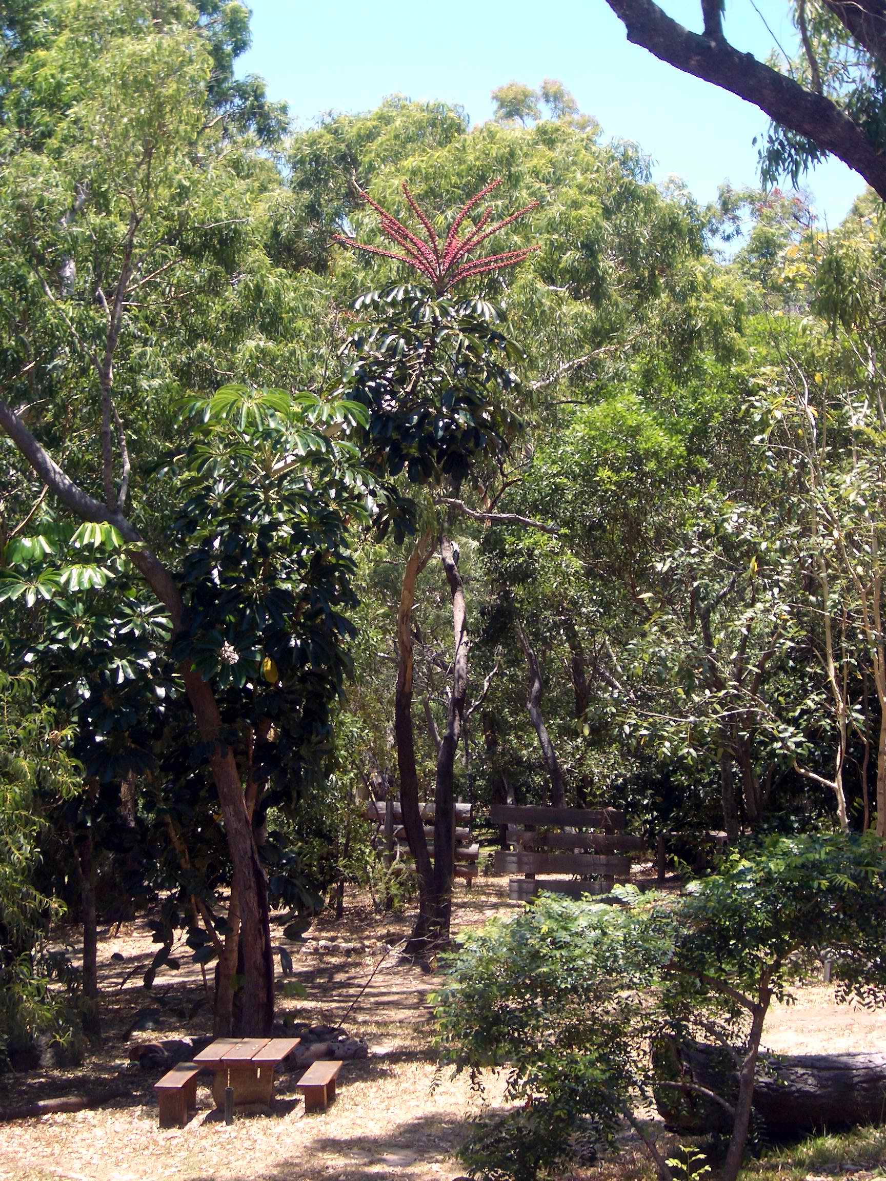 schefflera actinophylla 1