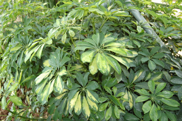 schefflera sp.