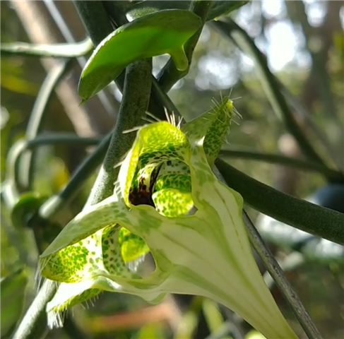 Ceropegia sandersonii