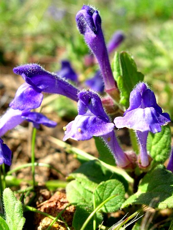 scutellaria-flor