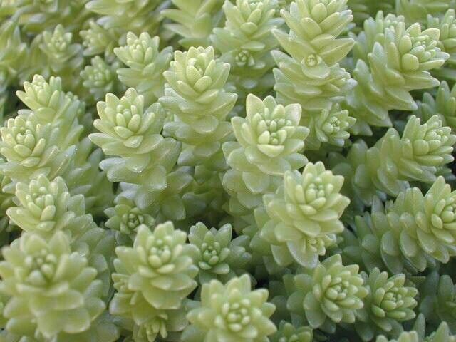 sedum acre