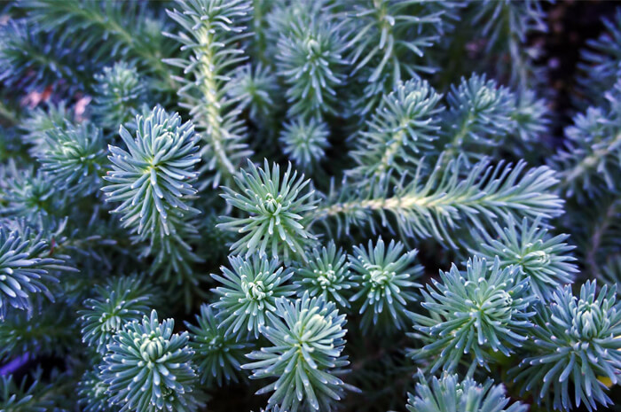 sedum-blue-spruce