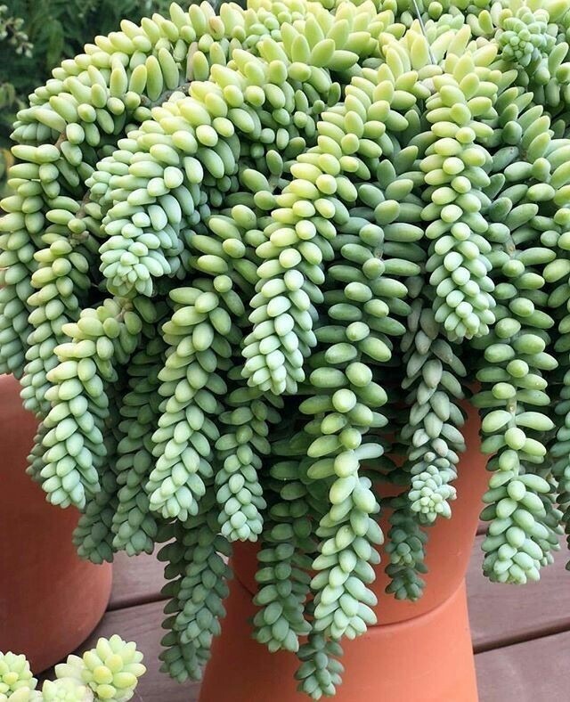 sedum-burrito