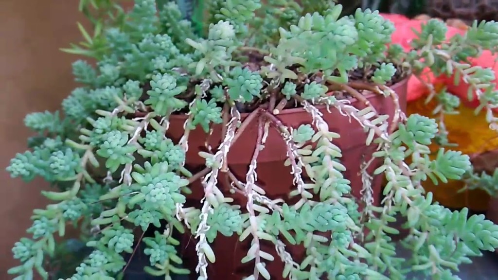 sedum dasyphyllum