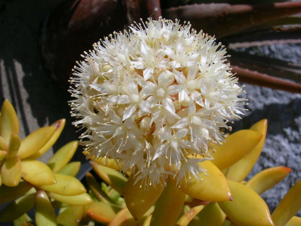 sedum flores