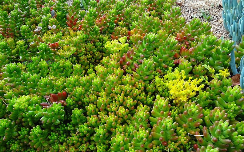 sedum-rubro-sedum-rubrotinctum