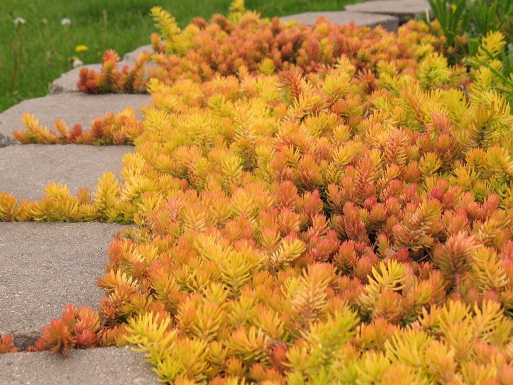 sedum rupestre Angelina