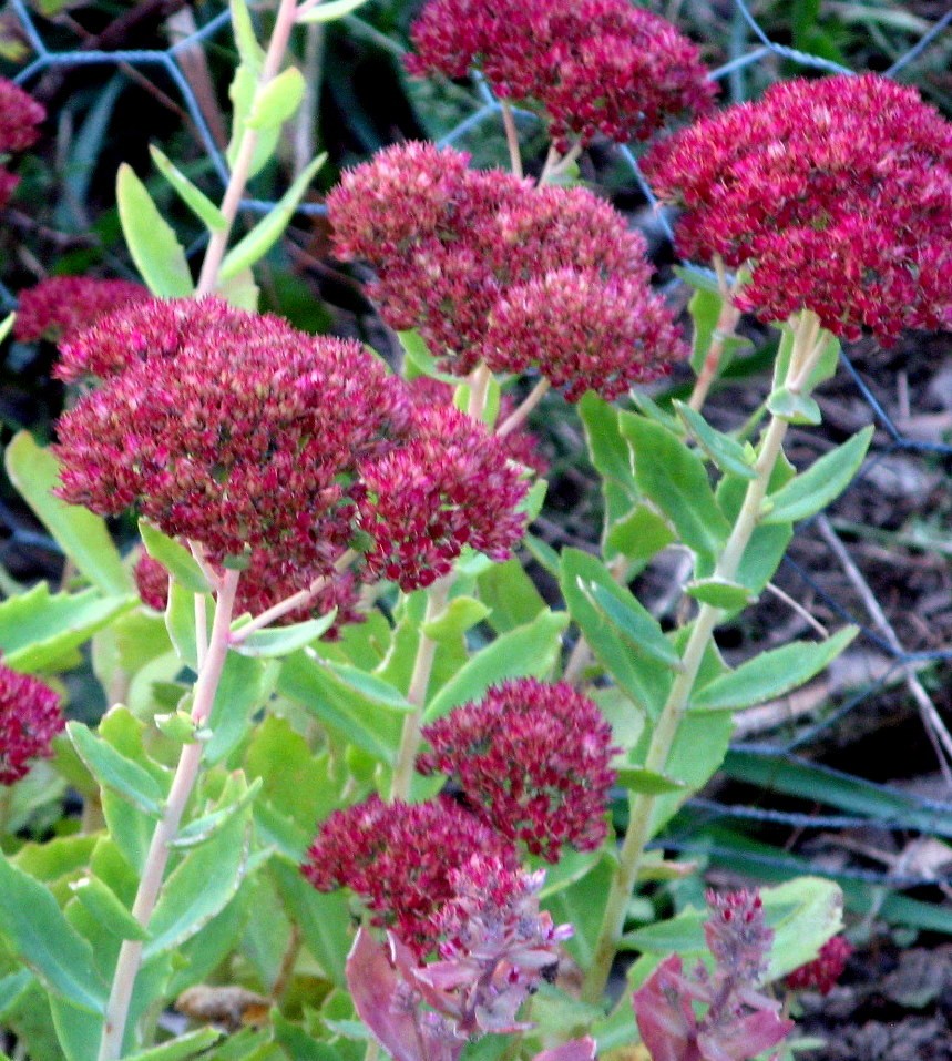 sedum-vistoso