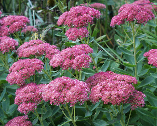 sedum vistoso