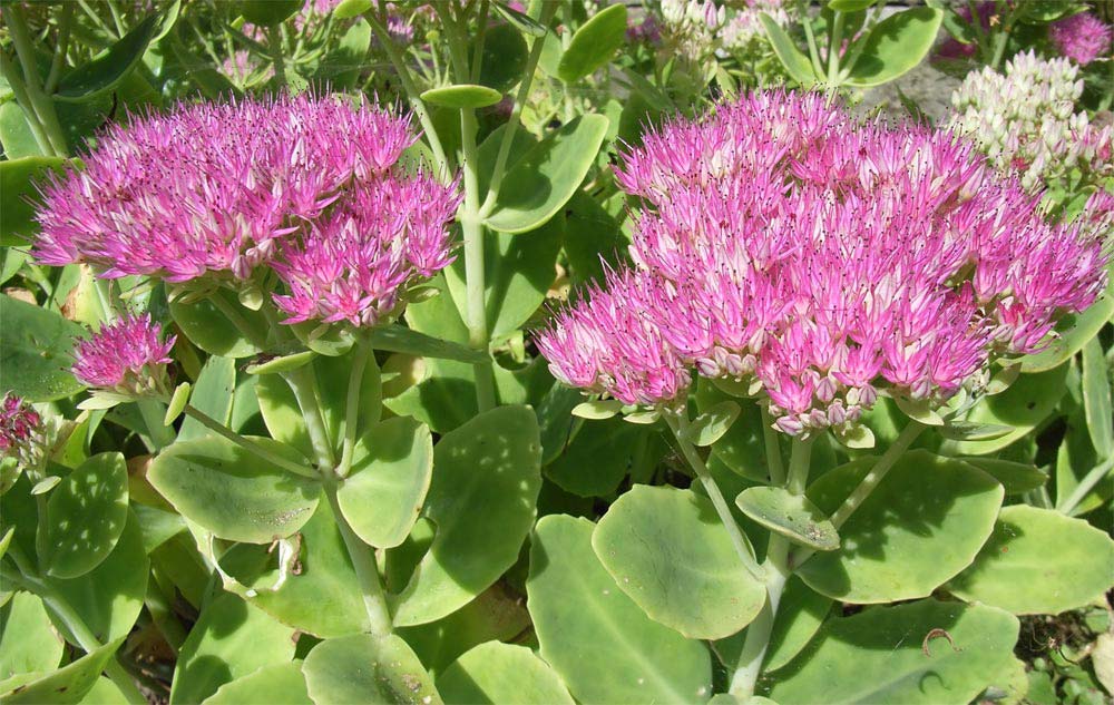 sedum