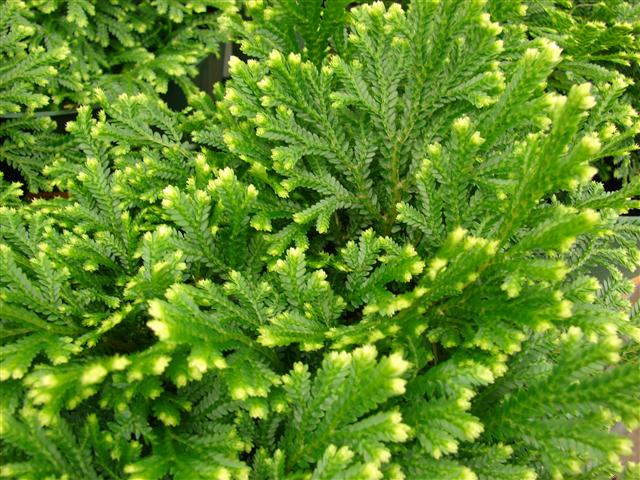 selaginella