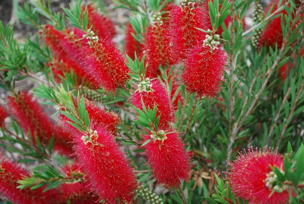 callistemon