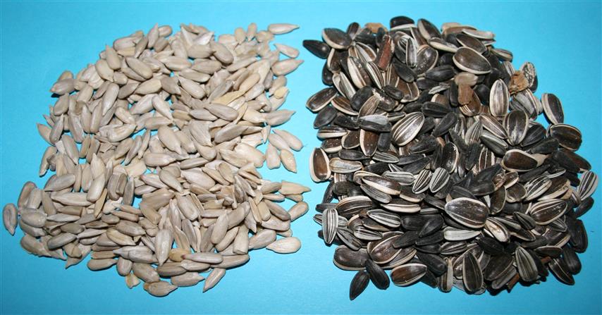sementes de girassol