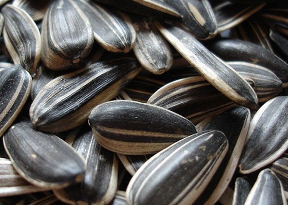 sementes-girassol