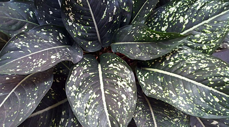 aglaonema-costatum