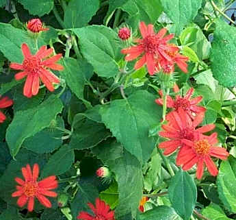 senecio confusus