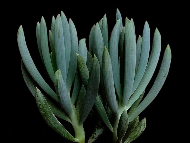 senecio-serpens