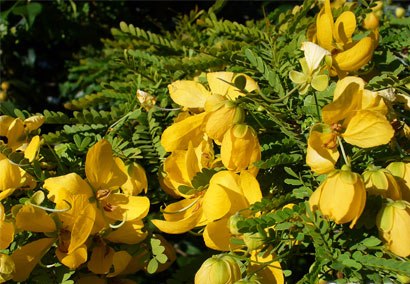 senna_polyphylla