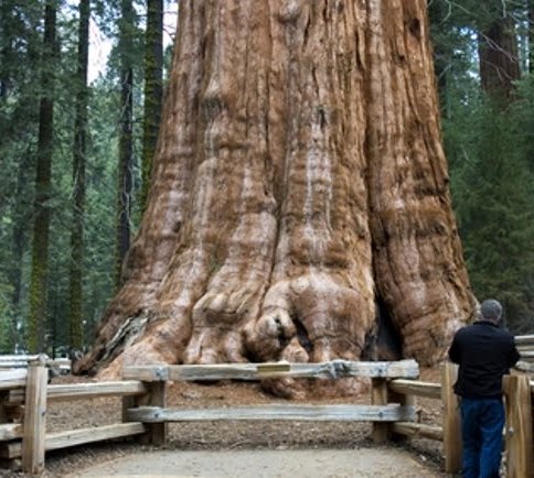 sequoia (general-sherman)