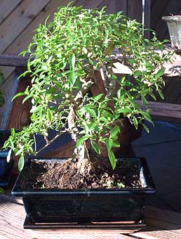 serissa phoetida