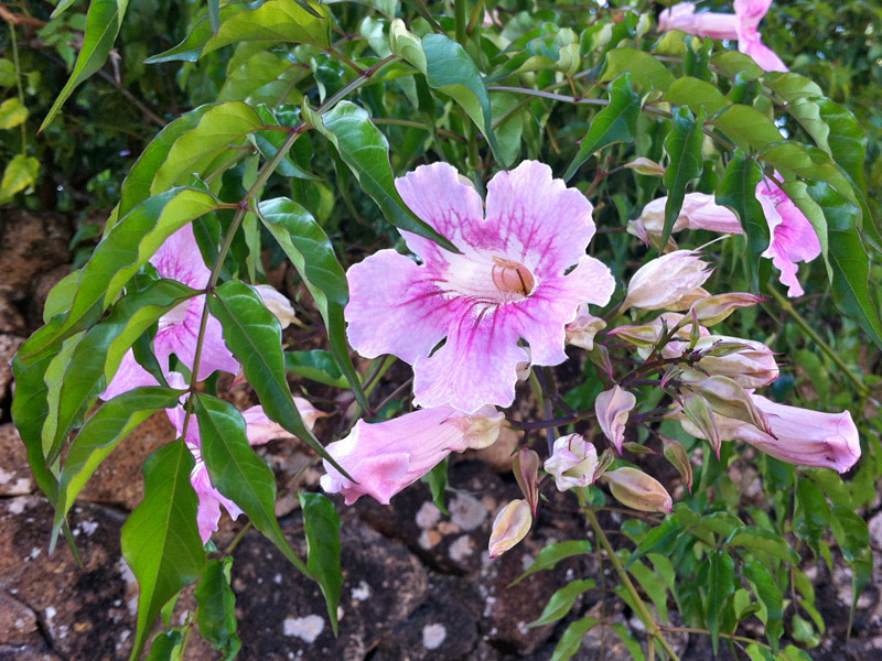 sete-léguas (Podranea ricasoliana)