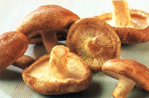 shiitake