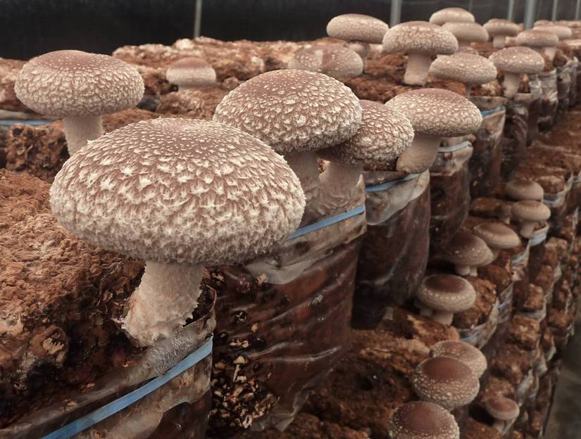 Cultivo de Shitake em toras  Incubação de troncos de cogumelo — Eightify