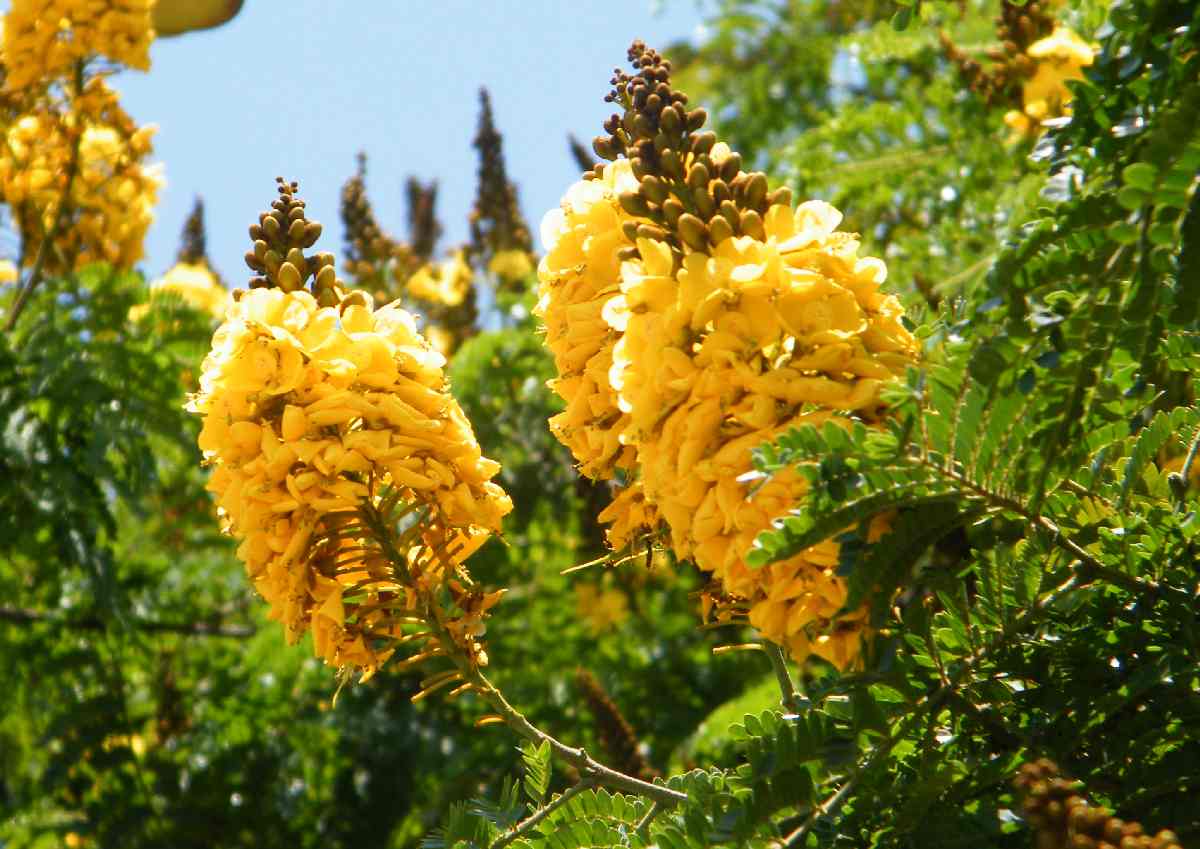 sibipiruna (Caesalpinia peltophoroides),