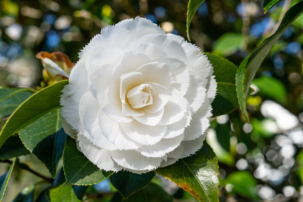 camellia branca